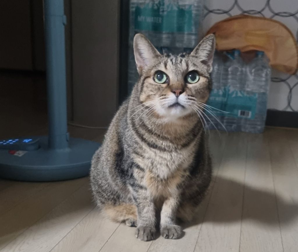 주차장에 버려진 고양이 | 인스티즈