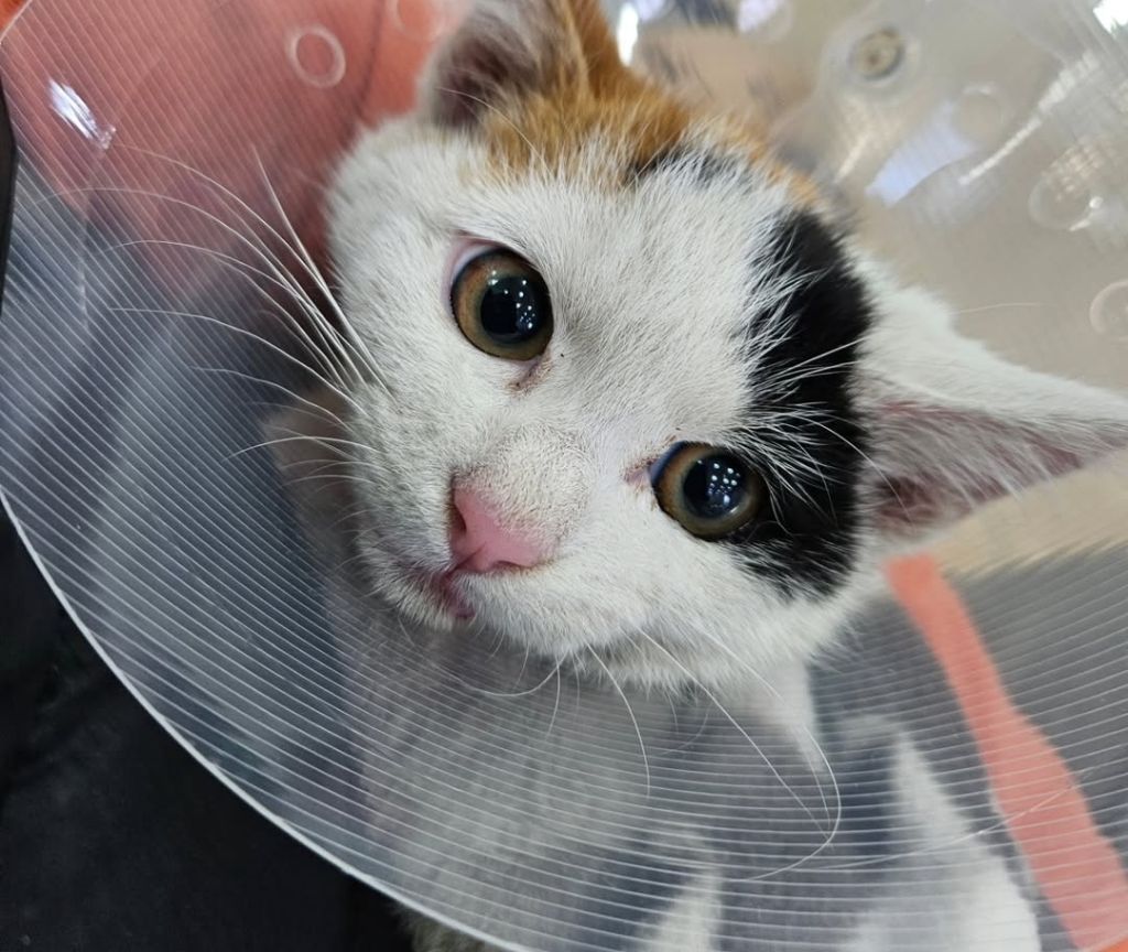 차 본넷에 새끼고양이 가둔채로 달린 차주 | 인스티즈