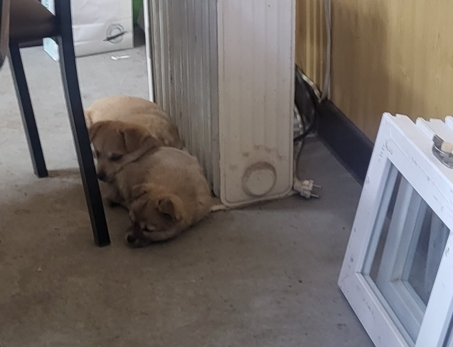 (공지라니... ++추가)새로생긴 회사 복지.. 미쳐서 도저히 일을 못하겠네.. (추가....)++추가 | 인스티즈