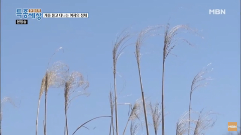 당신이 버린 강아지는 어떻게 되었을까 | 인스티즈