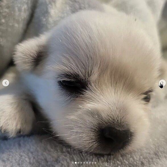 나는 자연인이다 윤택이 입양한 강아지.gif | 인스티즈