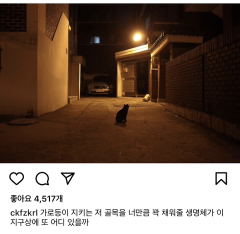 길에서 살아가는 고양이들 모습을 담은 인스타 | 인스티즈