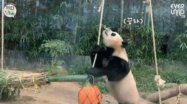 푸바오가 천재인 이유.gif | 인스티즈