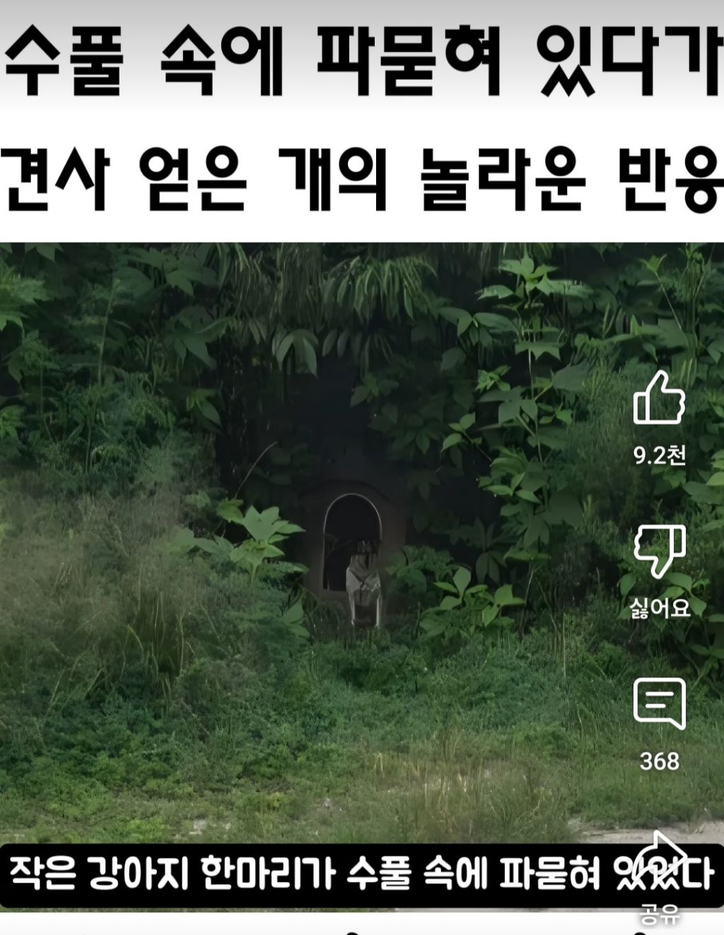 택배하면서 시골 묶인 개들한테 집 지어주는 택배기사 | 인스티즈