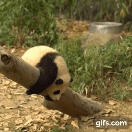 아기 판다🐼들이 평평한 나무를 보면 자주 하는 자세 | 인스티즈