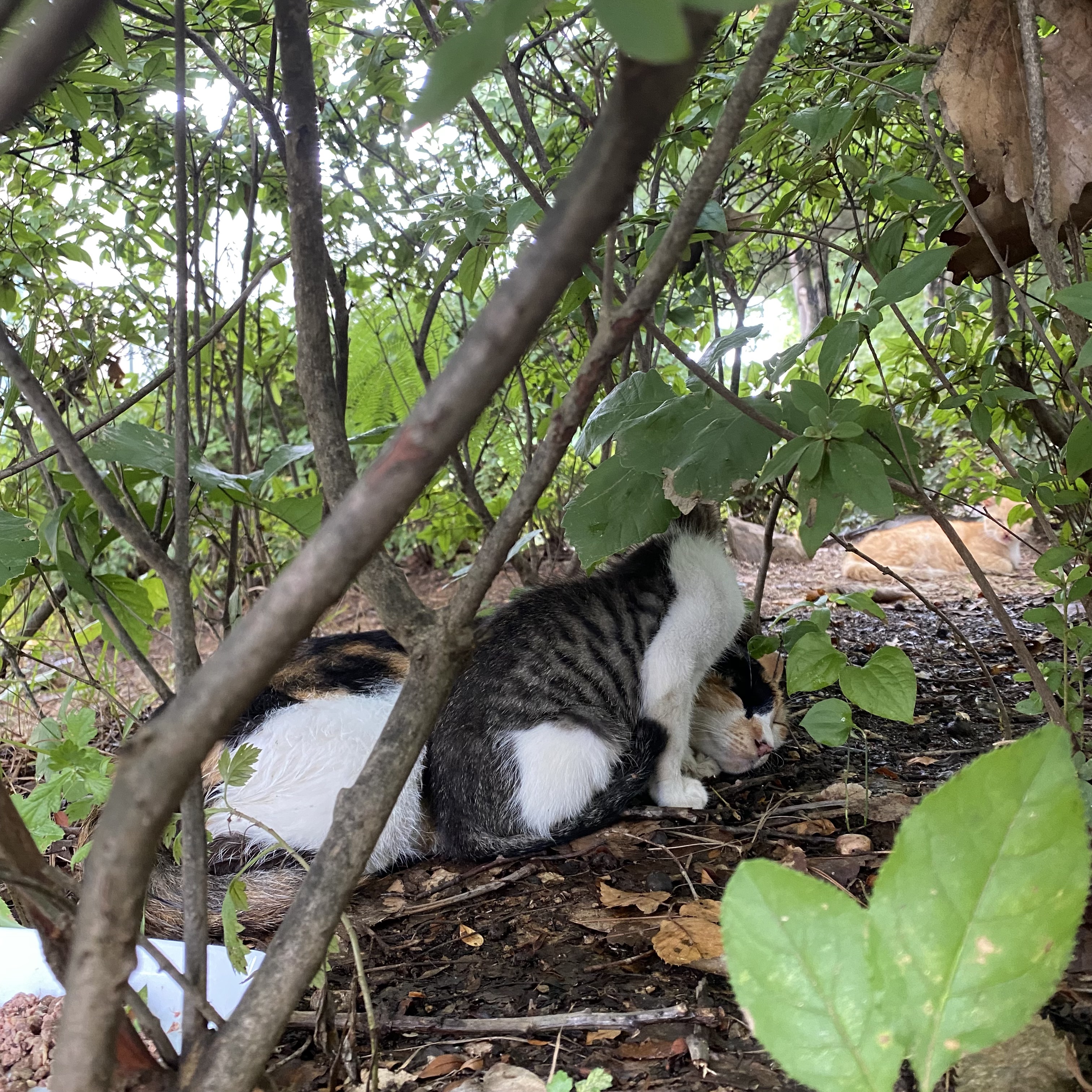 코시국에 재택하다가 고양이를 만났는데.. | 인스티즈