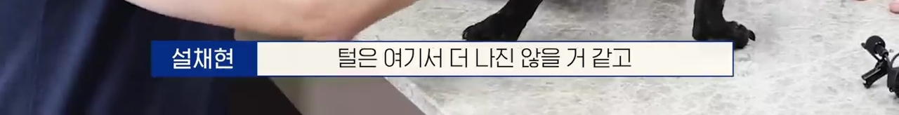 교통사고난 유기견 입양한 설채현 수의사 그리고 윙크 근황😉 | 인스티즈