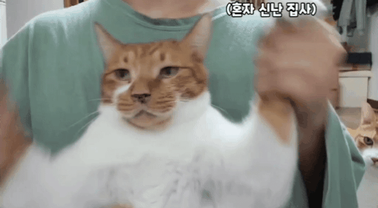 영혼 털린 치즈 두마리 | 인스티즈
