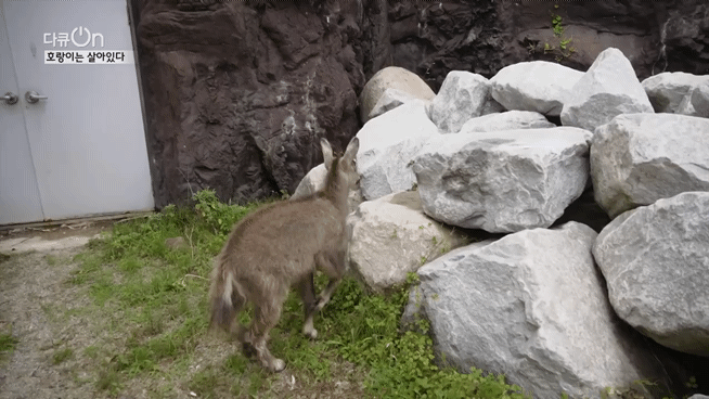 '절멸'의 '한국 호랑이'. 🐅 그 100년간의 이야기. -마지막- | 인스티즈