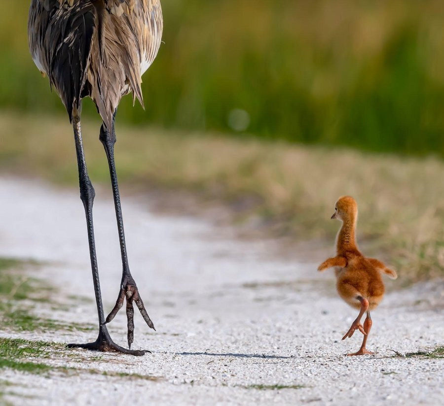 아기두루미 본적없지 | 인스티즈