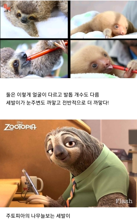 나무늘보의 두얼굴 | 인스티즈