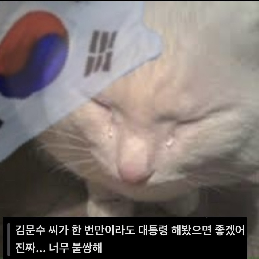 많이들 궁금해하는 소드는 왜 본인들을 고양이로 그리는지에 대한 답 | 인스티즈