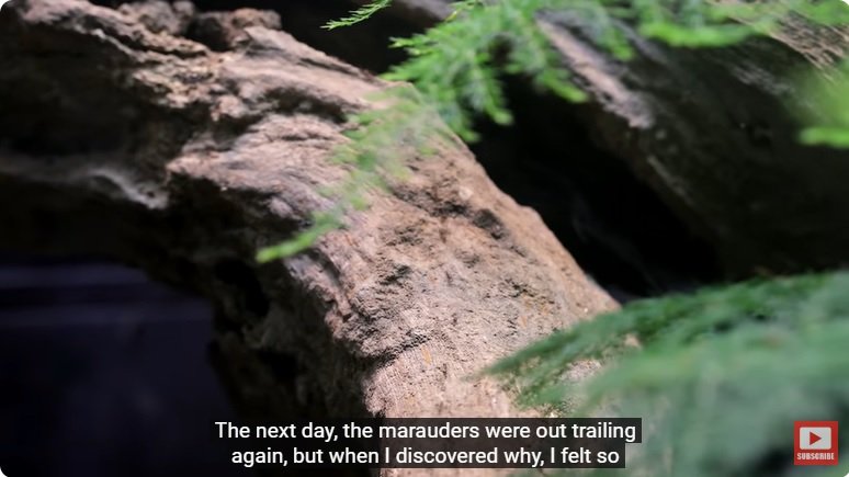 거대한 수조에 열대우림 환경을 조성해놓으면 생기는 일 - 2 | 인스티즈