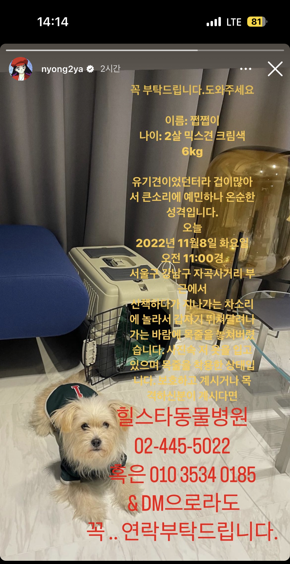 브레이브걸스 민영님의 강아지를 찾습니다 (강남구 자곡동) | 인스티즈