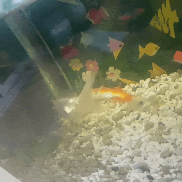 엄마집 금붕어들 보고가라 (이게 사랑이 아니면..) | 인스티즈