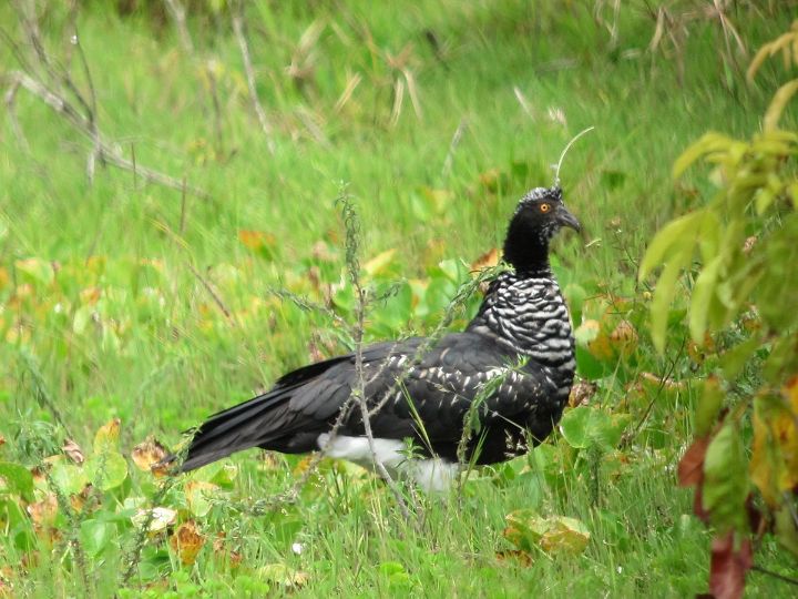 아마 본 적이 없을 특이한 조류 30종 | 인스티즈