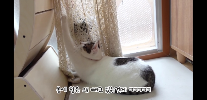 우리 고양이가 이상해요 ;;;;;;;;;; | 인스티즈