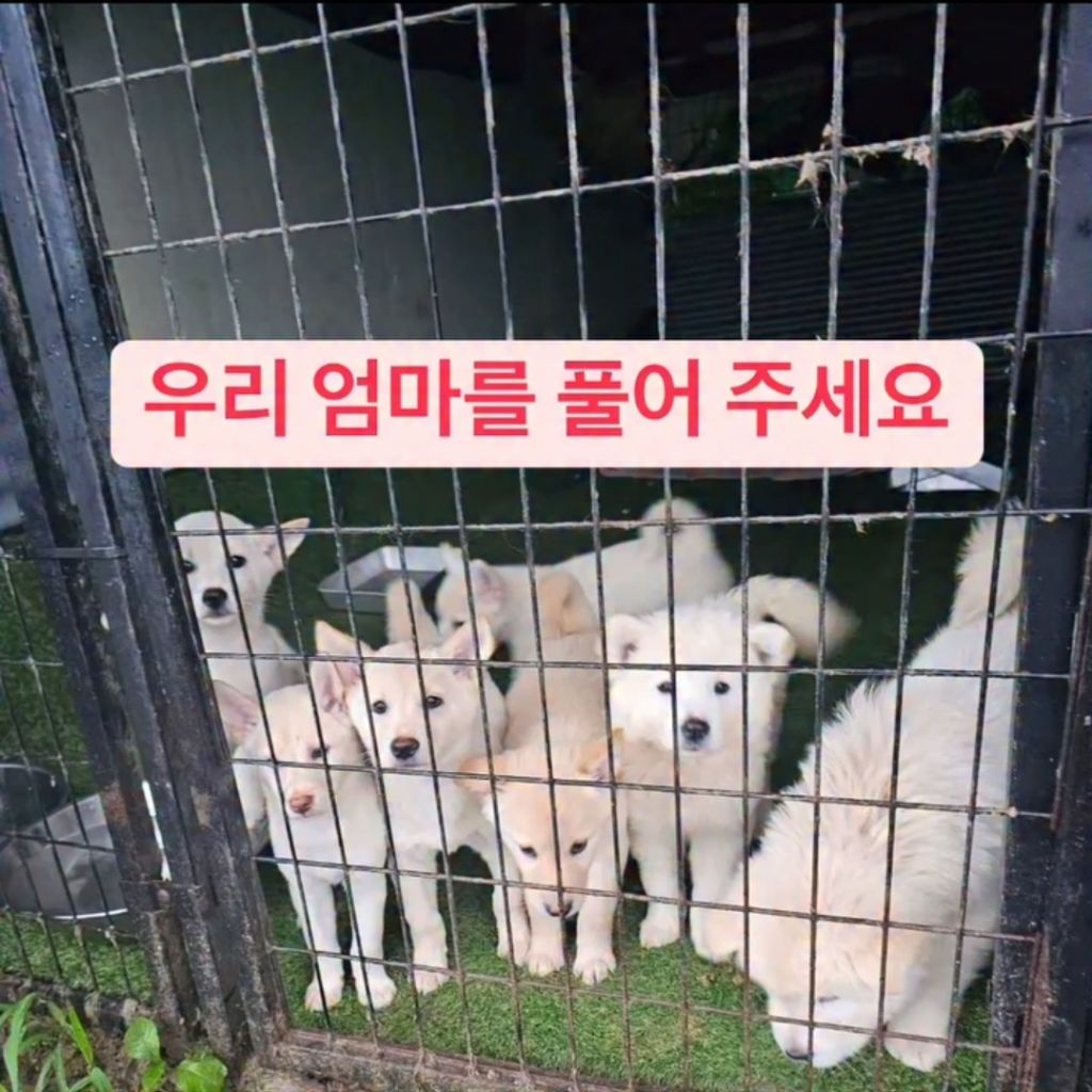 제주 행복이네 쉼터 소장님이 교도소에 수감되셨습니다 서명 부탁드립니다 | 인스티즈