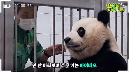 공동육아의 개념을 아는듯한 이뻐이뻐 아이바오🐼 | 인스티즈