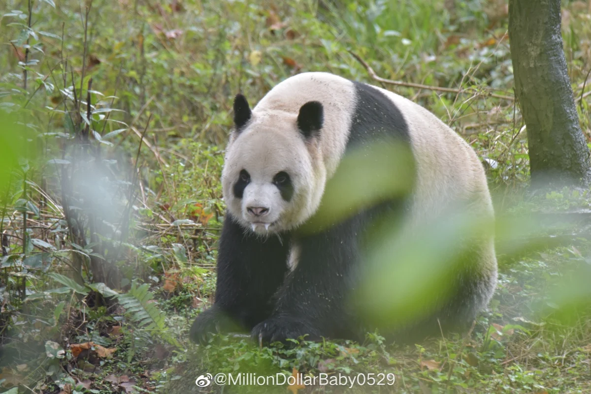 🐼 아이바오네 남판다들 🐼 | 인스티즈