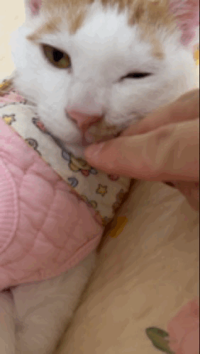 고양이 코 파는 동영상 | 인스티즈