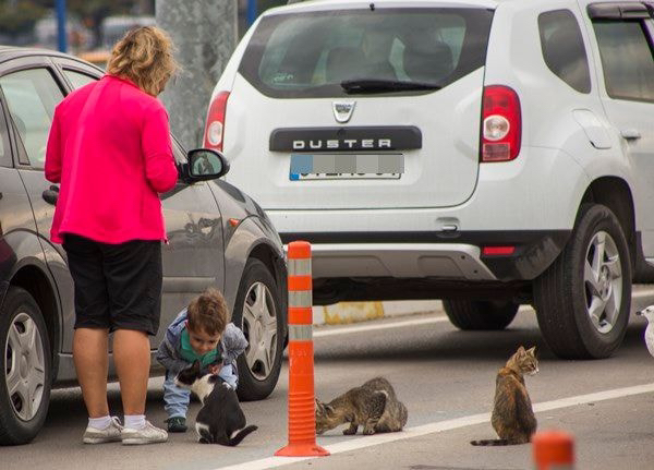 터키사람들이 길거리 동물들한테 잘해주는 이유 | 인스티즈