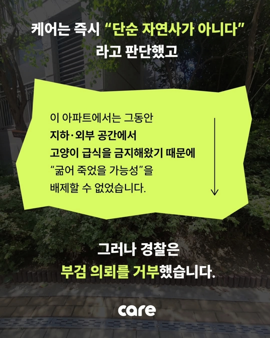 부검한 아기 길고양이 뱃속에는 가는 나뭇가지만.. | 인스티즈