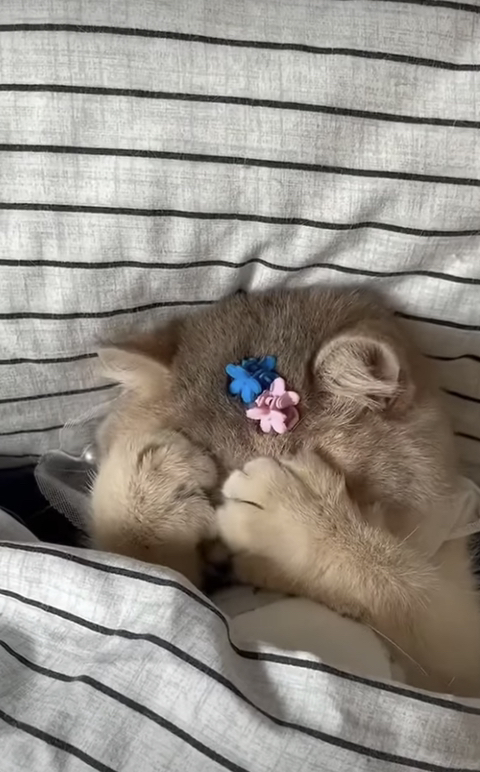 잠투정하는 고양이 | 인스티즈