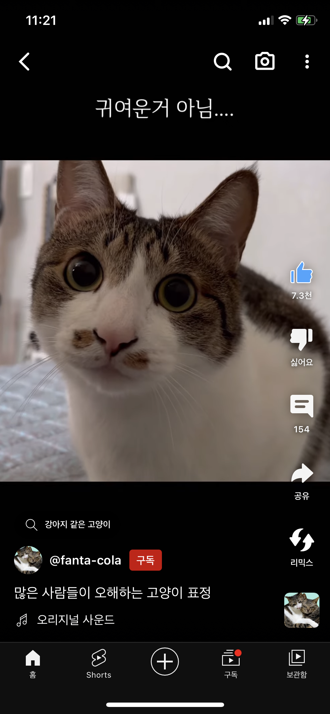 많운 사람들이 오해하는 고양이 표정 | 인스티즈