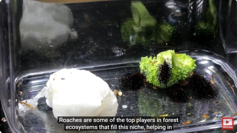 거대한 수조에 열대우림 환경을 조성해놓으면 생기는 일 - 2 | 인스티즈