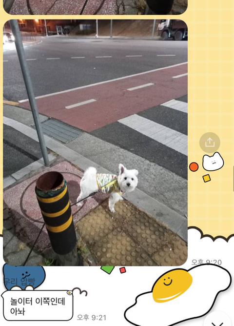 [강아지] 아빠가 보내주는 강아지 사진이 좋은 이유 | 인스티즈