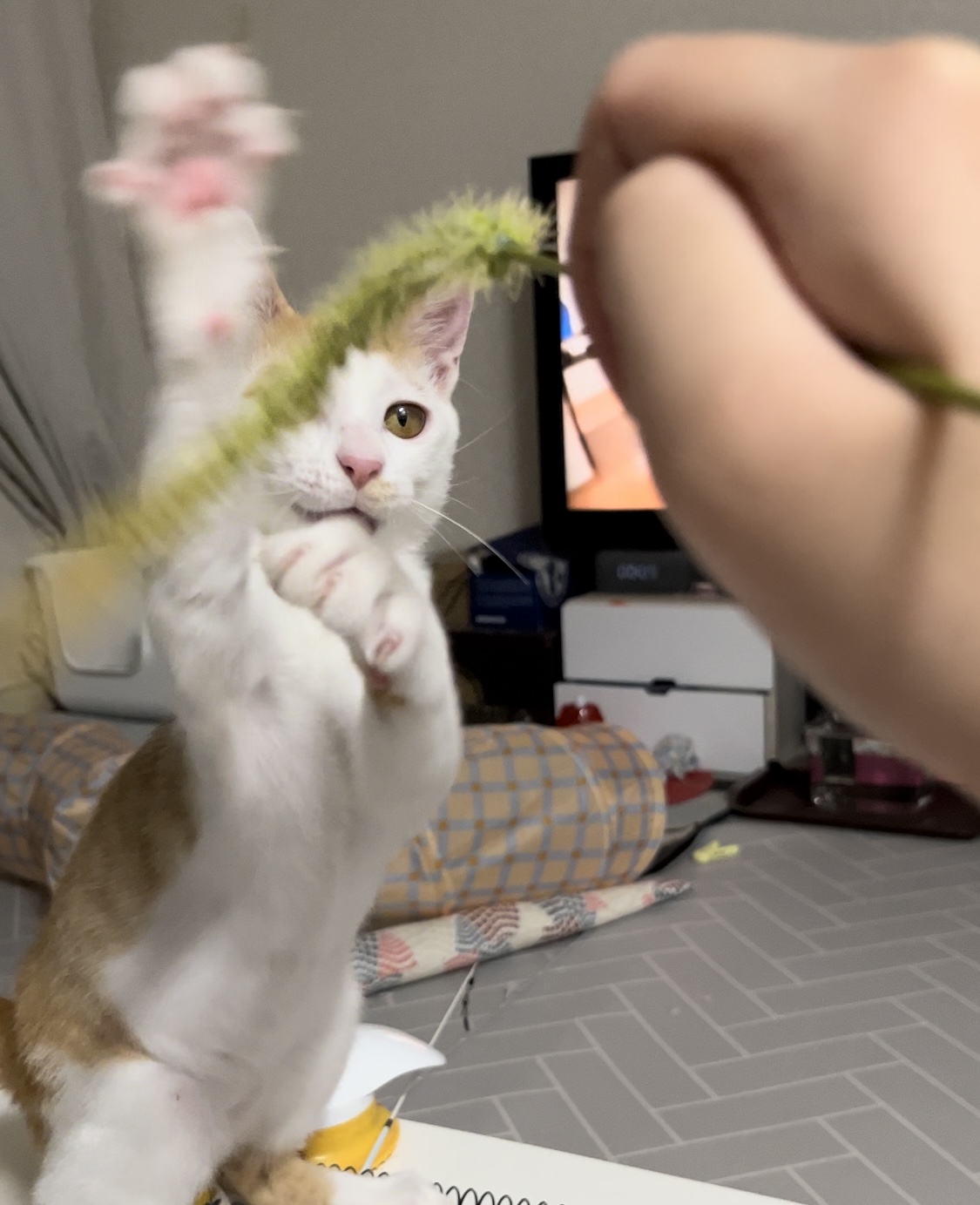 고양이랑 놀아주는 방법 | 인스티즈