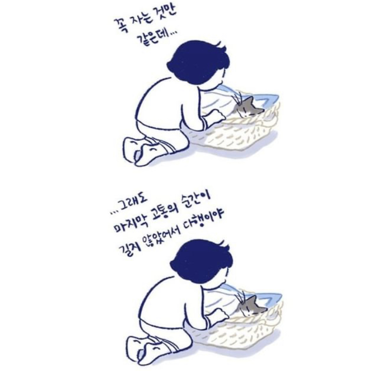 반려동물을 떠나보낸다는 것 | 인스티즈