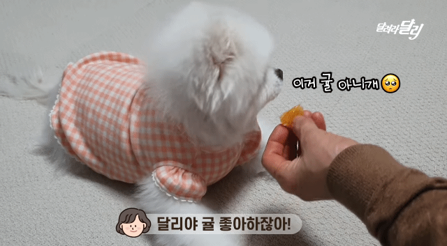 강아지도 양치 후 먹는 귤이 입에 쓸까? .gif | 인스티즈
