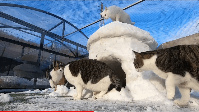 눈으로 집 만들어줬는데 갑자기 싸우는 하하하네 고양이들.gif | 인스티즈
