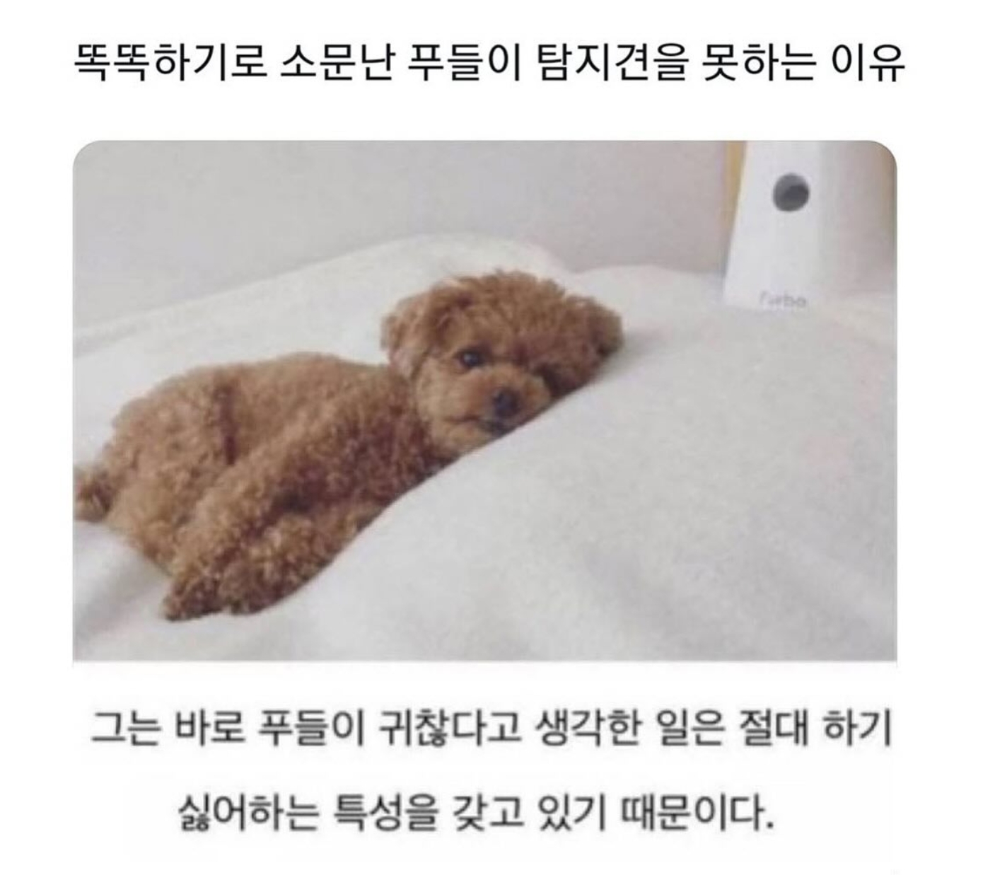똑똑하기로 유명한 푸들이 탐지견을 못하는 이유 | 인스티즈