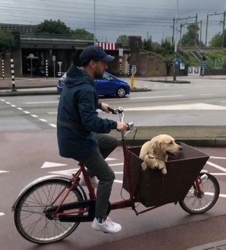 애착인형을 너무나도 좋아하는 댕댕이래... | 인스티즈