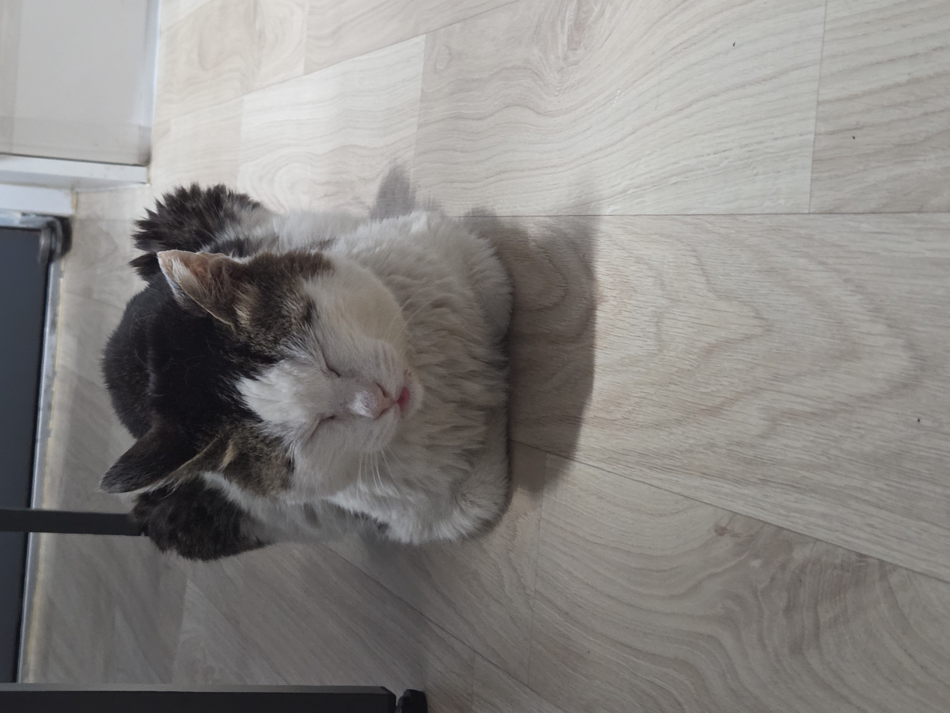 [입양홍보] 성묘 입양을 초보 집사에게 매우 추천합니다 | 인스티즈