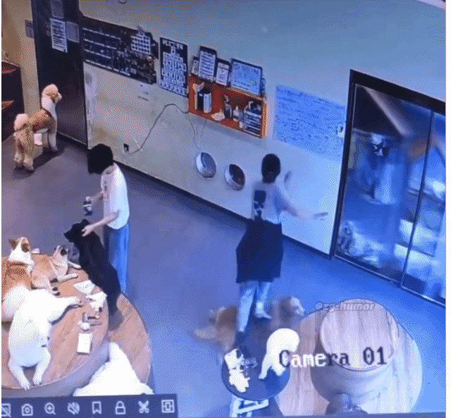 댕댕이들 앞에서 넘어지면 생기는일 | 인스티즈