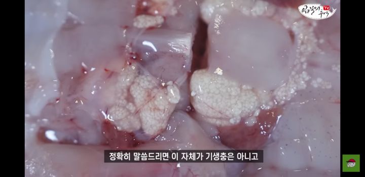 아귀 알인줄 알았는데 알고보니 기생충?.youtube | 인스티즈