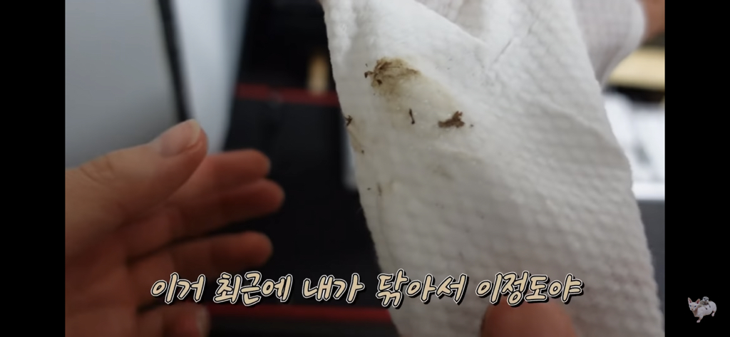 털이 없는 스핑크스는 키우기 편할까? (위생주의) | 인스티즈