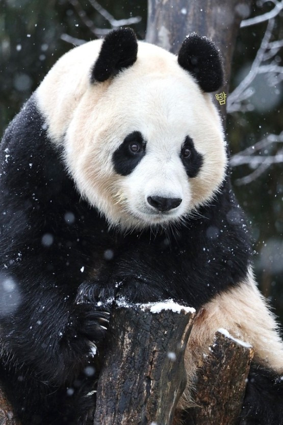 판다월드 아이바오랑 러바오도 탄핵 두 번 겪음 | 인스티즈