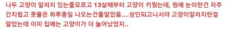 고양이 알러지가 있는 친구 | 인스티즈