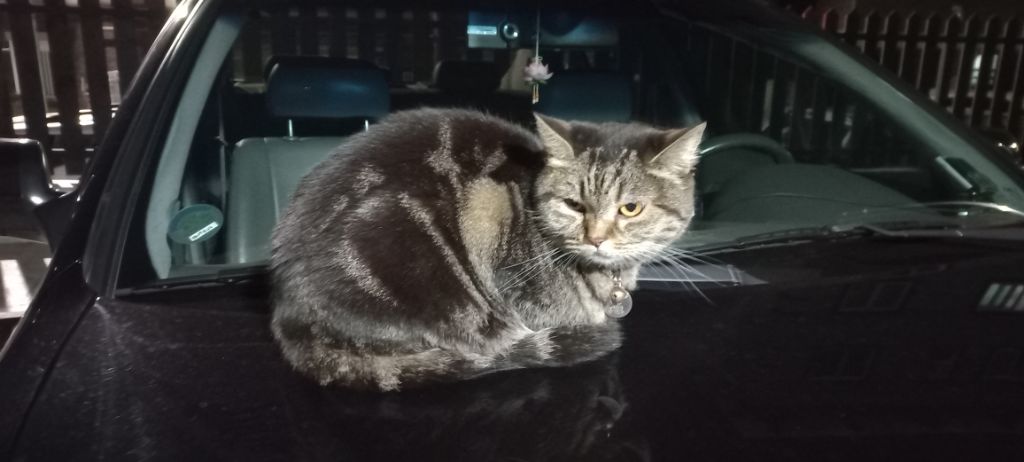 길에서 고양이 보면 사진을 안 찍고는 지나갈 수 없는 병에 걸림 😚🐈‍⬛🐈 | 인스티즈