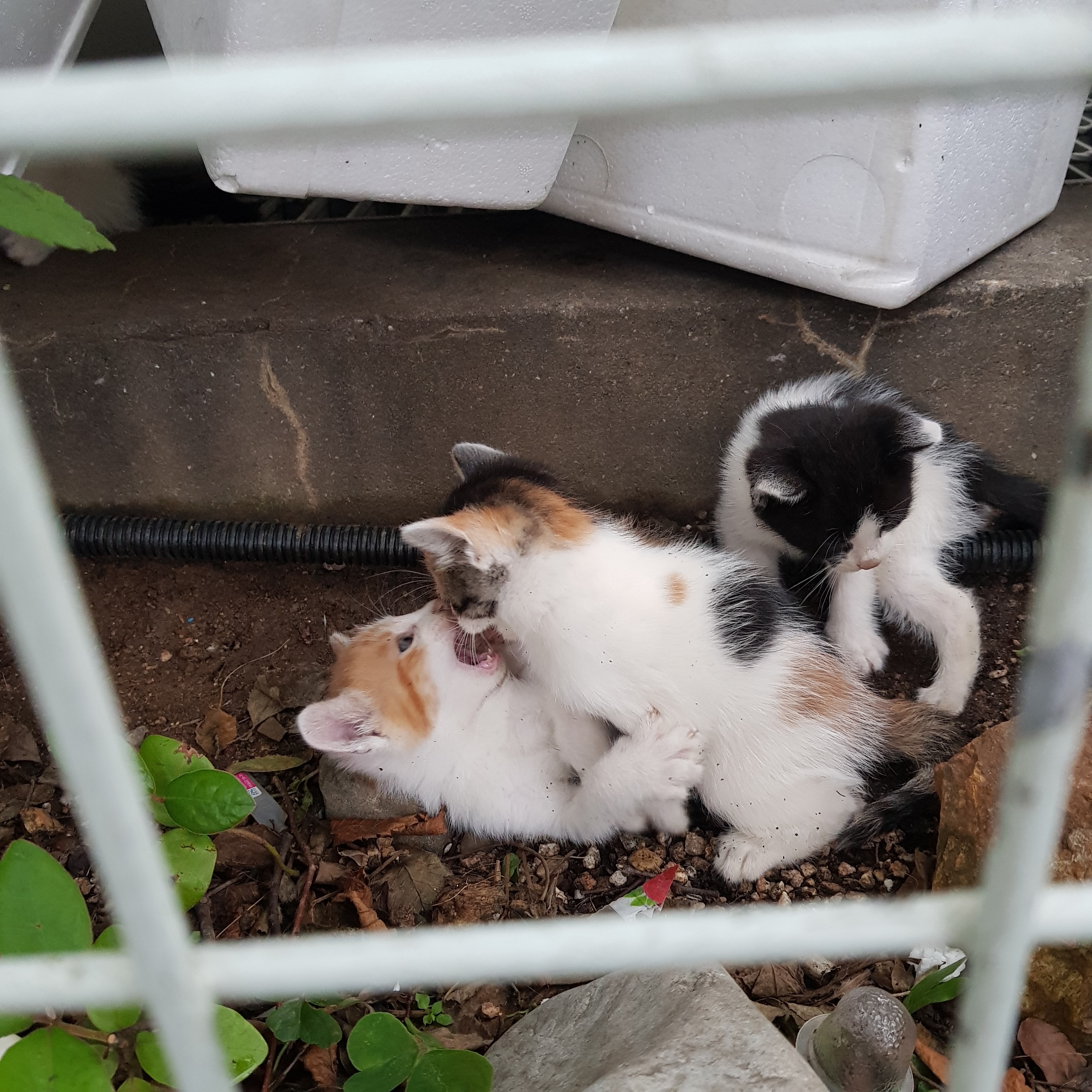 애기 길냥 얘 이러고 자는데...? 어케...? () | 인스티즈