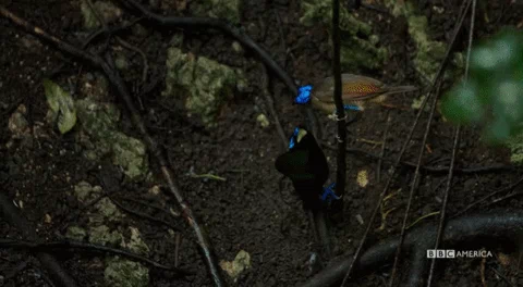 아마 본 적이 없을 특이한 조류 30종 | 인스티즈