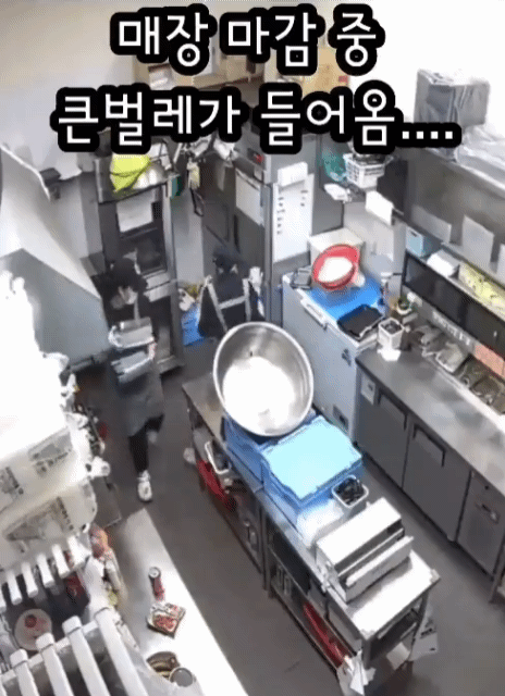 매장에 엄청 큰 벌레가 들어왔는데 직원들 반응이 너무 귀여움 | 인스티즈