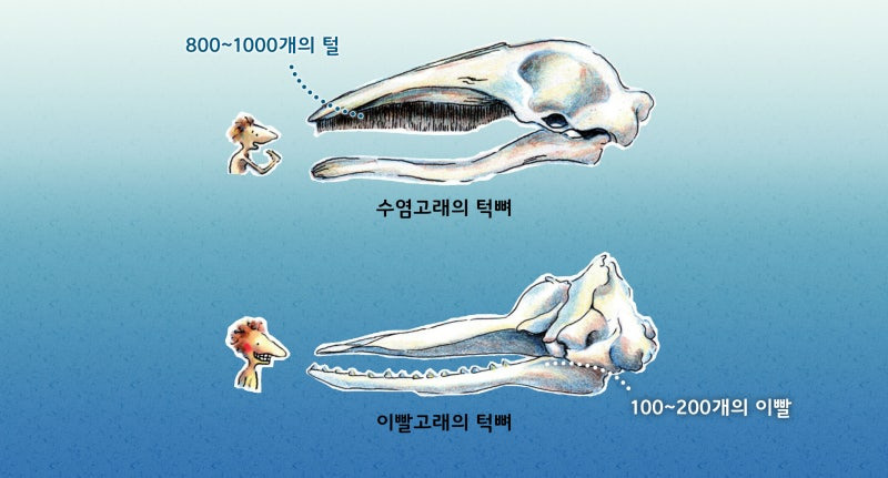 바다의 일진 범고래에 관하여; (범고래쉑들아 착하게살걸아) | 인스티즈