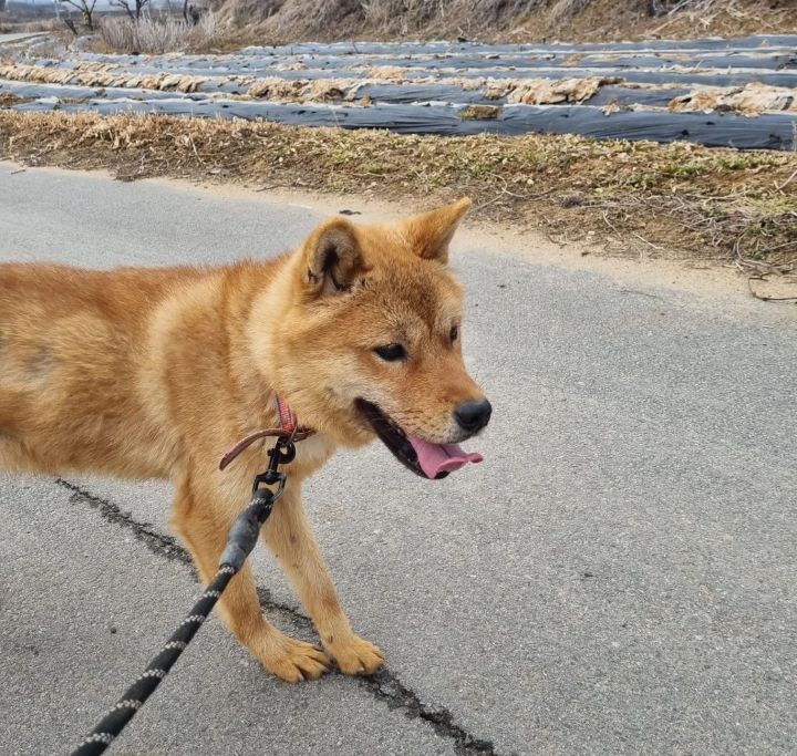 사람을 좋아하는 유기견 드론이는 내일 사람 손에 안락사 예정입니다ㅠㅠ | 인스티즈