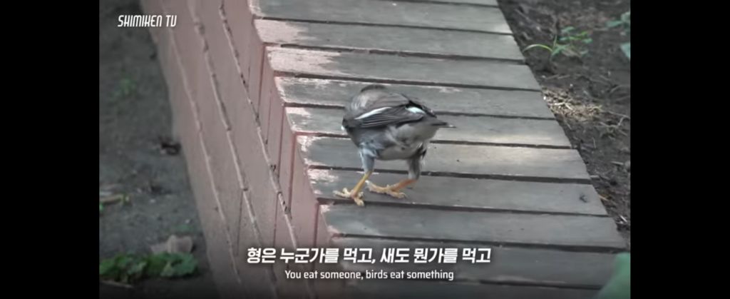 천박함의 끝판왕됐구나 우리나라 진짜 .. 유튜브에서 대놓고 일본 porn배우가 나와서 여자성기 품평하며 ㅅㅅ거리네 와 | 인스티즈
